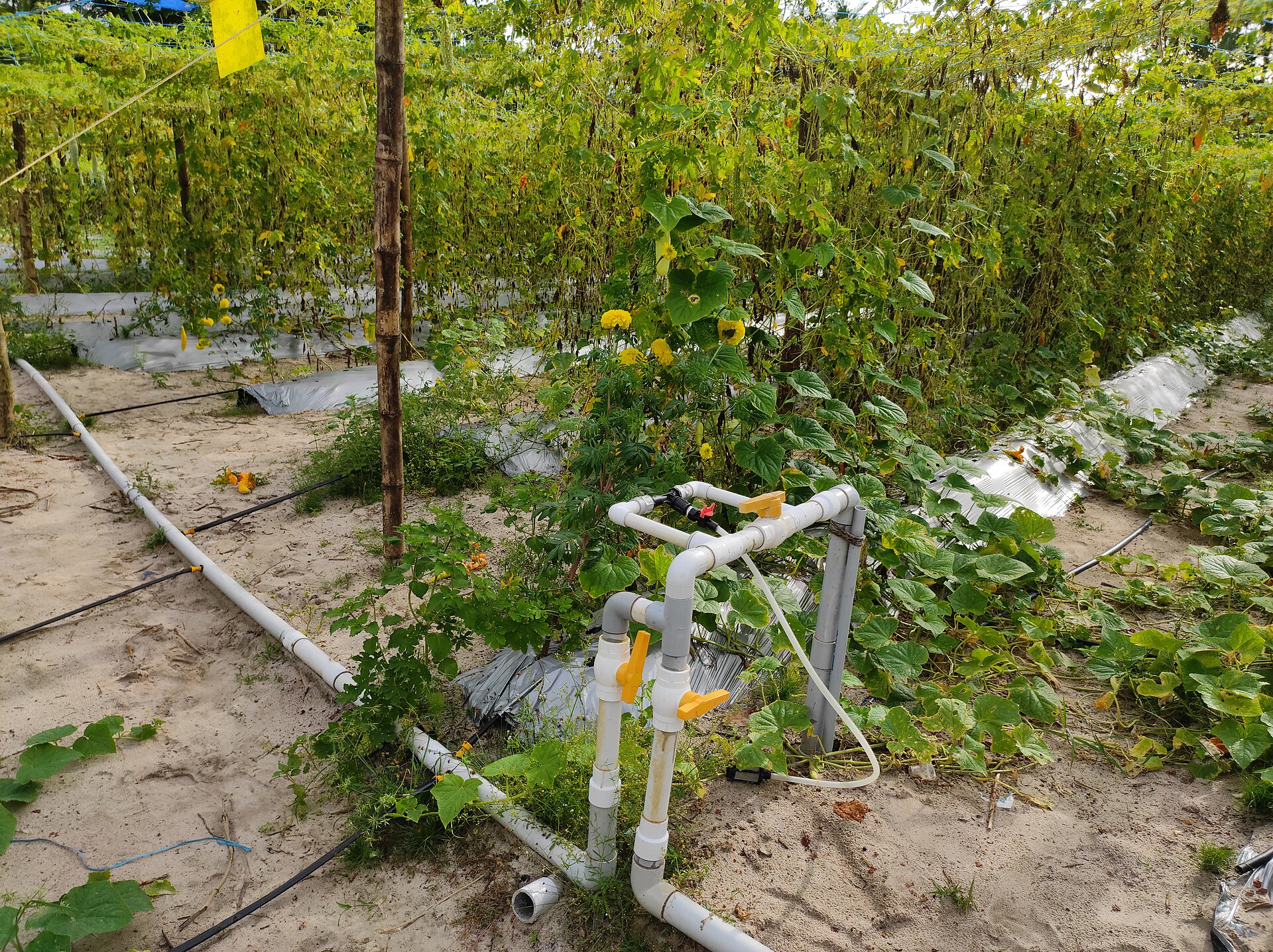 India – Drip irrigation and mulching